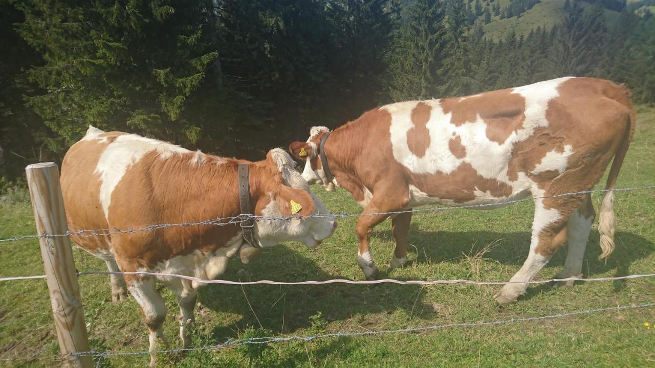 Maurers Schlierseetraum 4 Nummer 452 Modernes Und Renoviertes Studio Mit Ca 40 Qm Fur 2 Personen Lejlighed Eksteriør billede